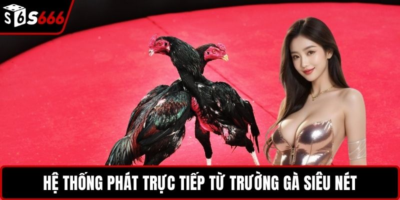 Hệ thống phát trực tiếp từ trường gà siêu nét