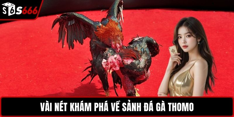 Vài nét khám phá về sảnh đá gà thomo